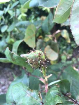 Macrosiphum (Macrosiphum) rosae (Linnaeus 1758) resmi