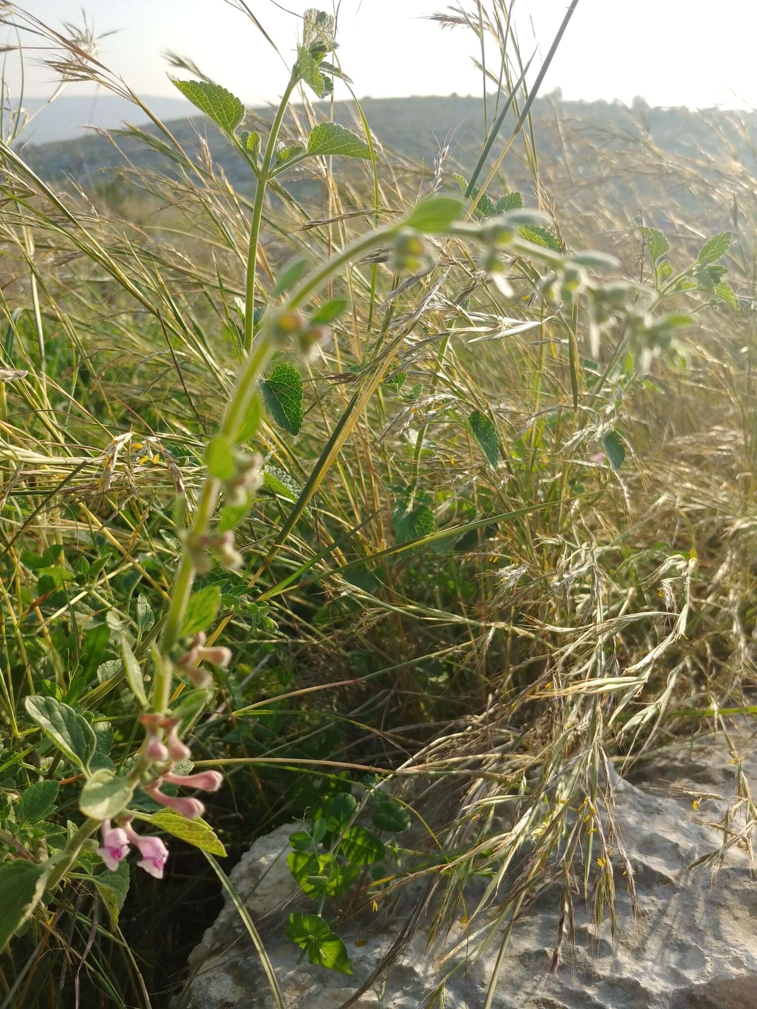 Image de Scutellaria brevibracteata Stapf