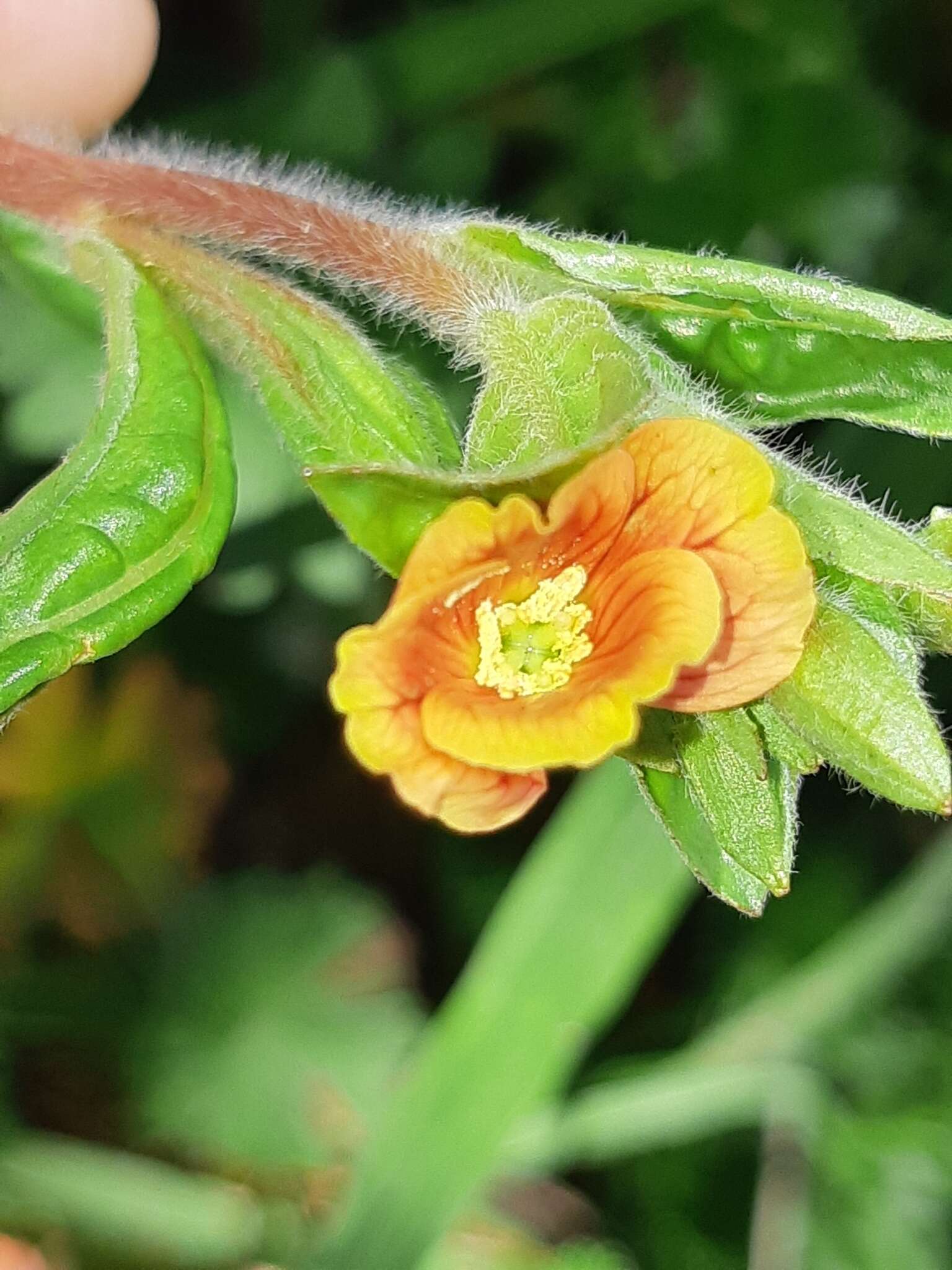 Oenothera epilobiifolia Kunth的圖片