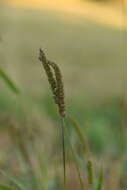 Plancia ëd <i>Setaria <i>verticillata</i></i> var. verticillata