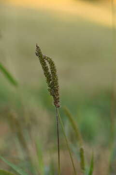 Image of <i>Setaria <i>verticillata</i></i> var. verticillata