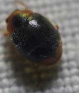 Image of Scymnus (Pullus) louisianae J. Chapin 1973