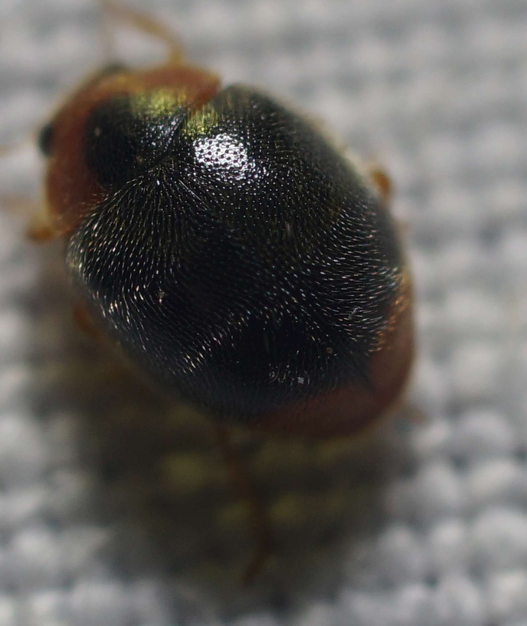 Image of Scymnus (Pullus) louisianae J. Chapin 1973