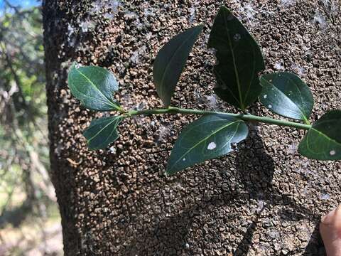 Image of Strychnos psilosperma F. Müll.