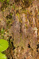 Image of Herzogianthus vaginatus (Herzog) R. M. Schust.