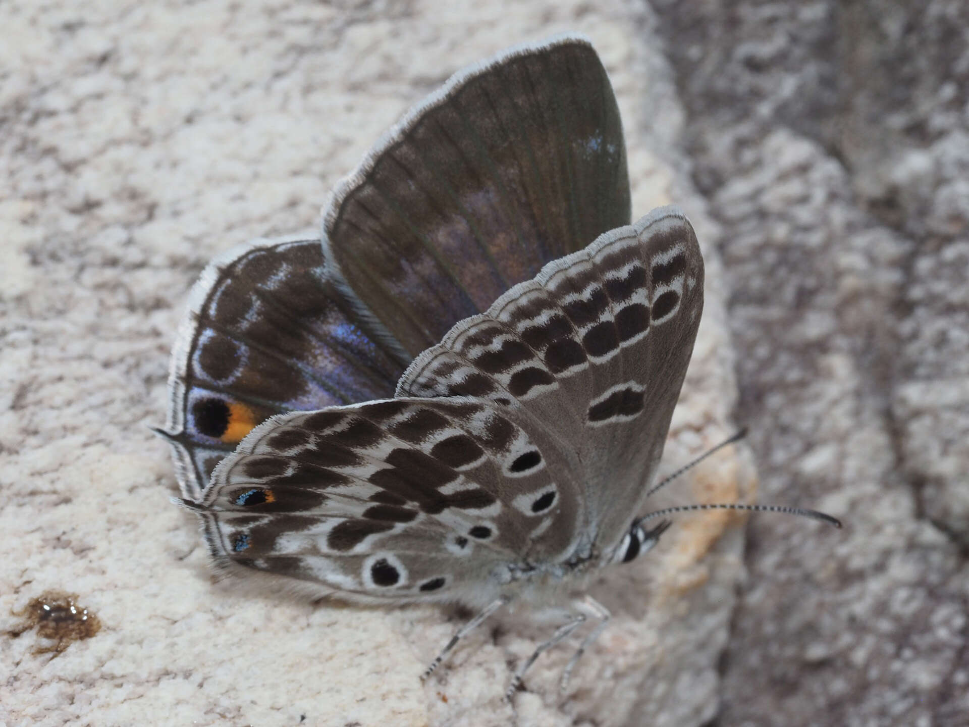 Image of Lepidochrysops patricia (Trimen 1887)