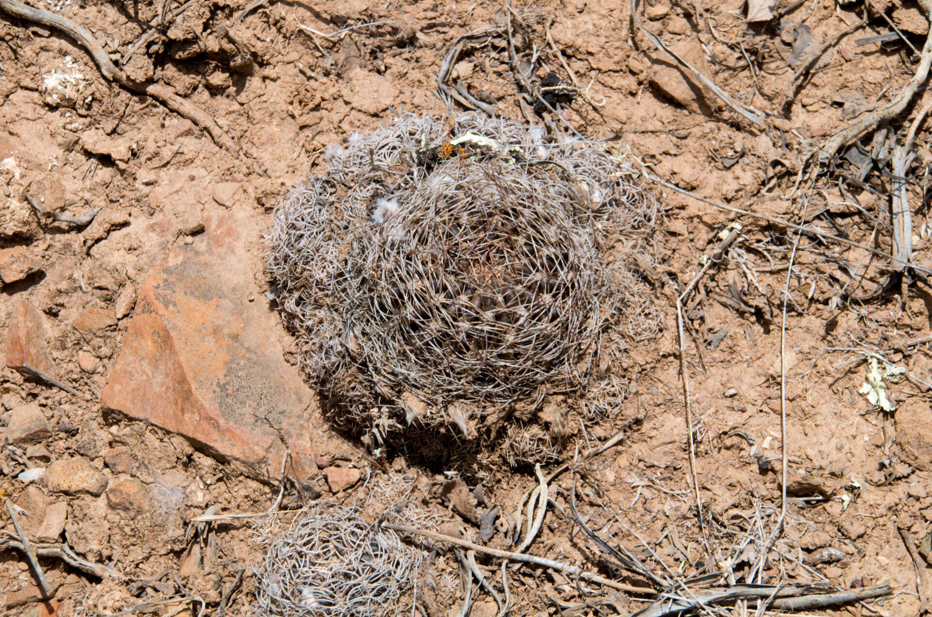 Imagem de Echinopsis schieliana (Backeb.) D. R. Hunt