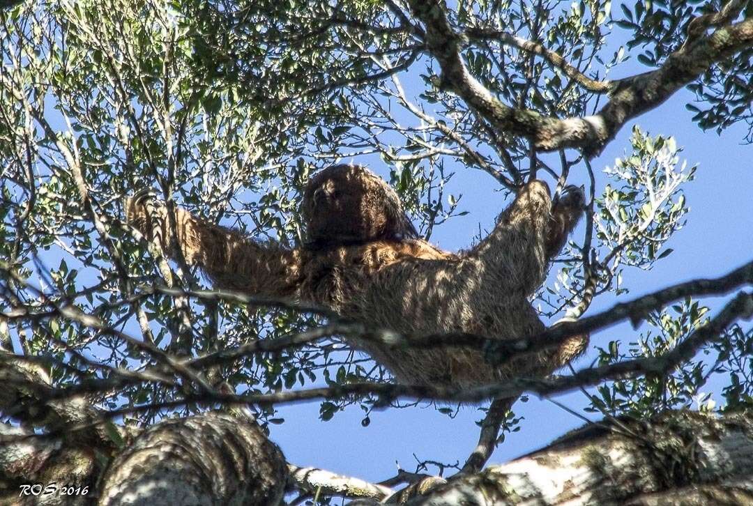 Image of Maned sloth