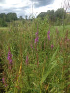 Image of Purple Loosestrife