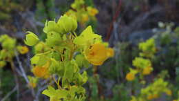 Image of Calceolaria collina Phil.