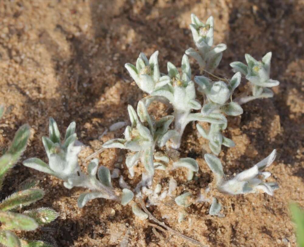 Image of silver pygmycudweed