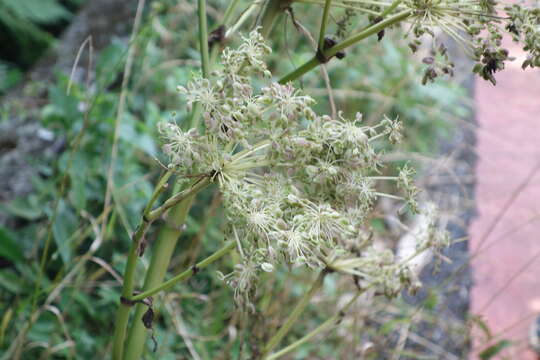 Image of Angelica dahurica var. formosana (Boiss.) Yen