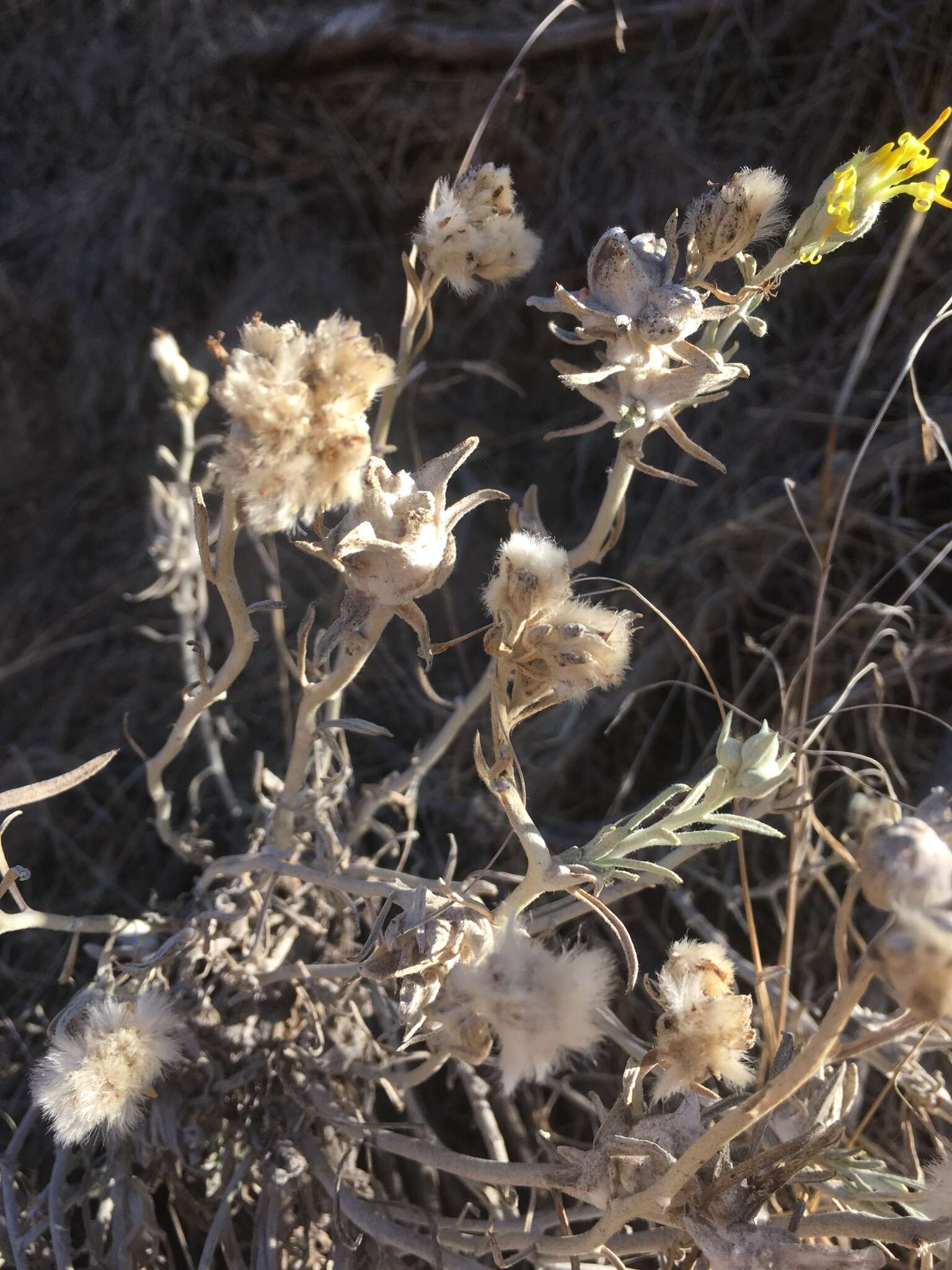 Sivun Tetradymia comosa A. Gray kuva