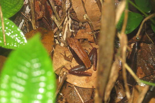 Image de Mantidactylus melanopleura (Mocquard 1901)