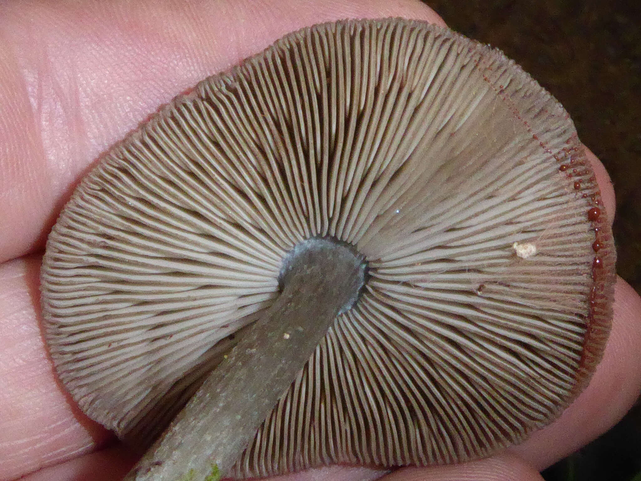 Image of Pluteus velutinornatus G. Stev. 1962