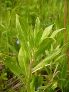 Imagem de Oenothera villosa Thunb.