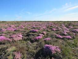 Imagem de Drosanthemum salicola L. Bol.