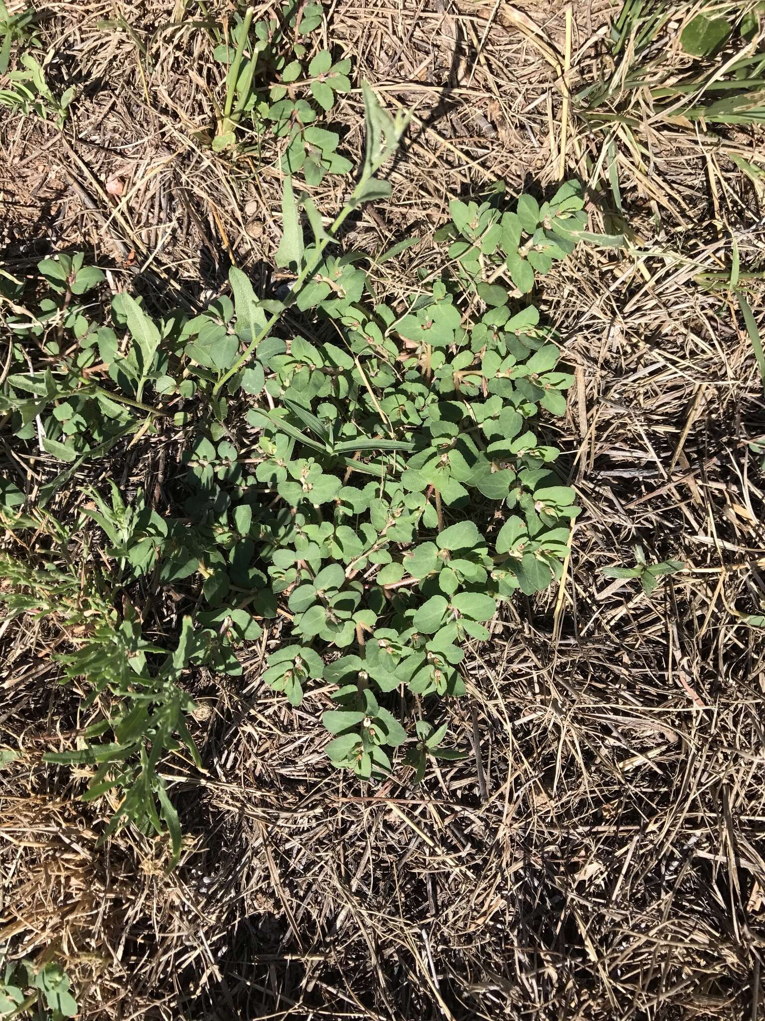 Image of Euphorbia indivisa (Engelm.) Tidestr.