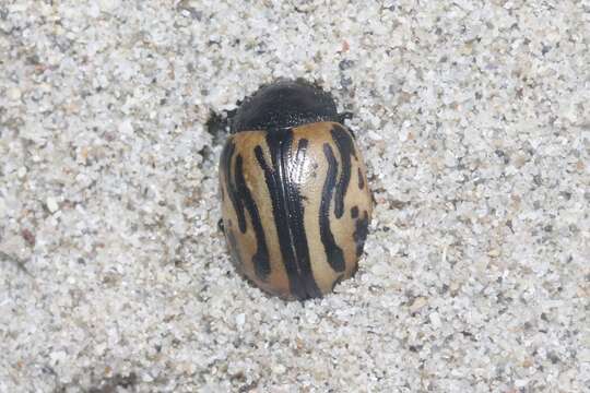 Image of Calligrapha (Calligrapha) sigmoidea (J. L. Le Conte 1859)