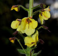 صورة Verbascum brevipedicellatum (Engler) Huber-Morath