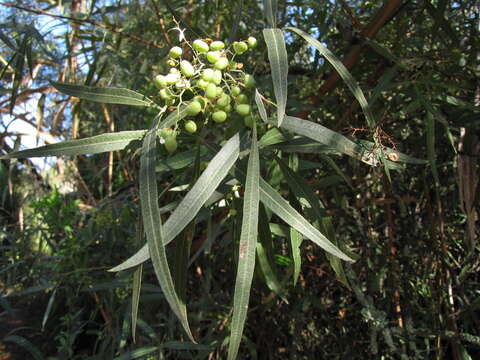 Image of African sumac