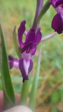 Image of Anacamptis laxiflora subsp. laxiflora