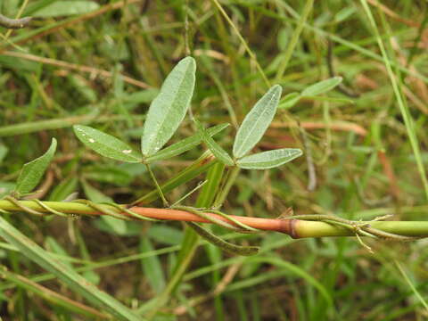 Image of Glycine cyrtoloba Tindale