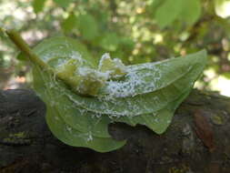 Image of Craneiobia corni (Giraud 1863)