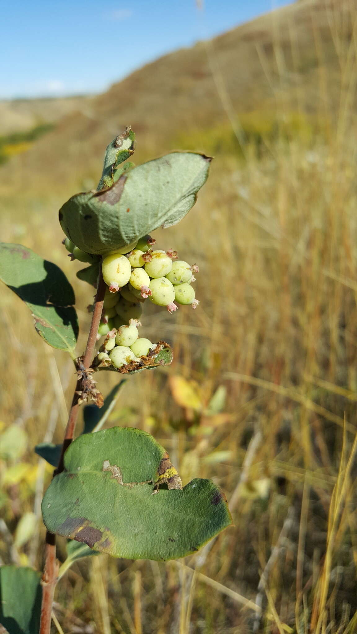 Image of western snowberry