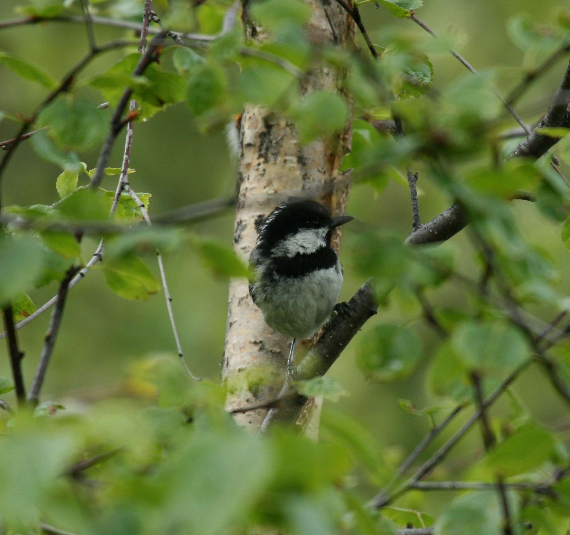 Image of Periparus ater michalowskii (Bogdanov 1879)