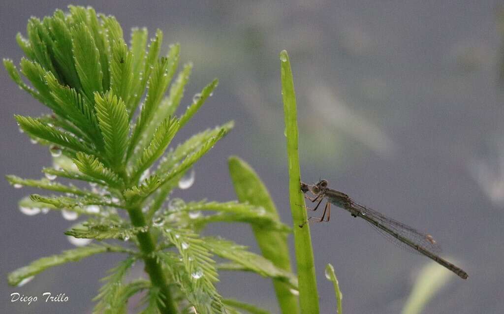 Image of Oxyagrion rubidum (Rambur 1842)