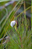 Image of Serruria heterophylla Meissn.