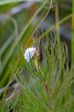 Image of Serruria heterophylla Meissn.