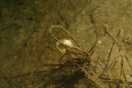 Image of Lytechinus pictus (Verrill 1867)