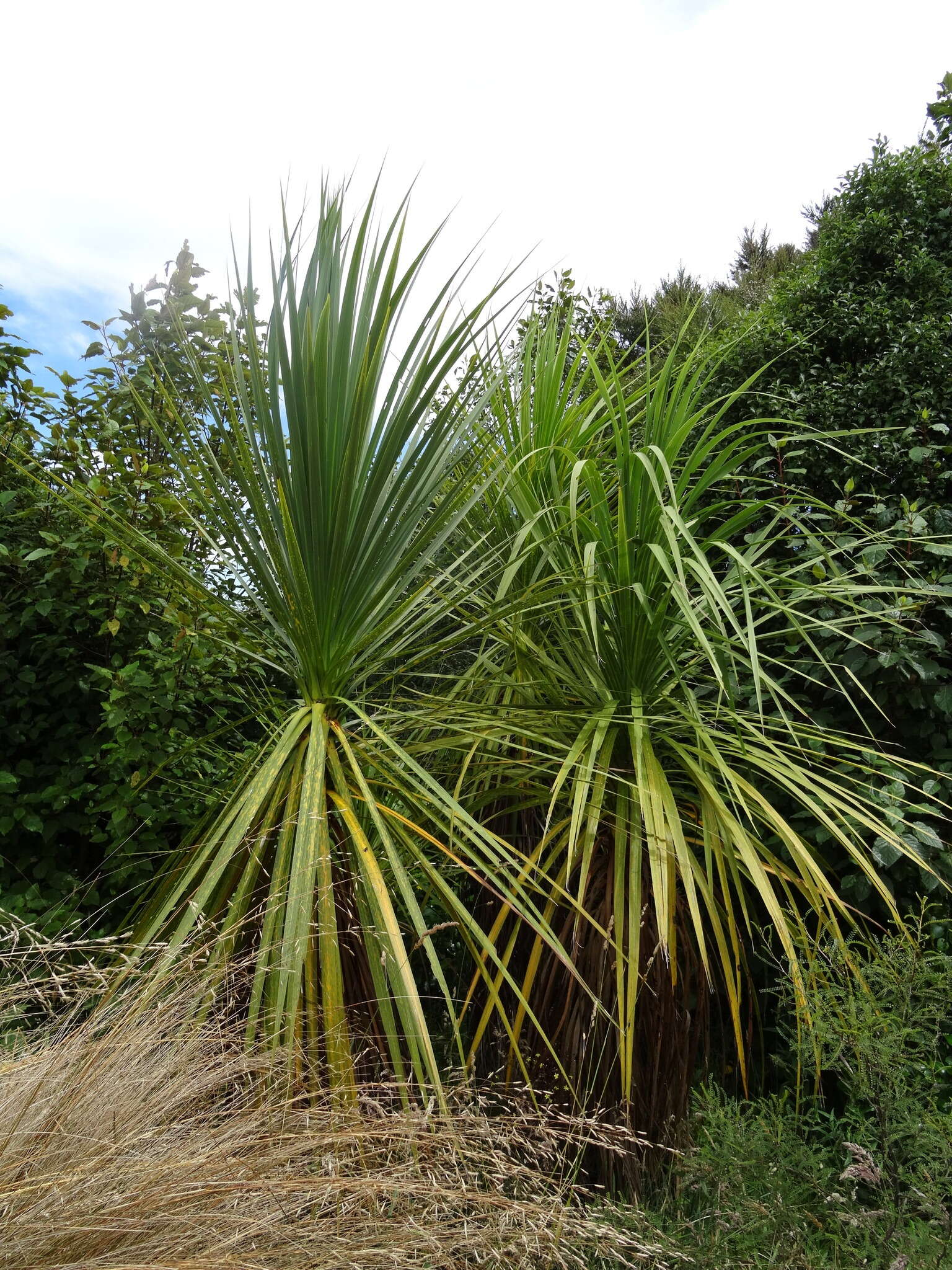 Image of cabbage tree