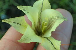 Imagem de Gladiolus longicollis subsp. platypetalus (Baker) Goldblatt & J. C. Manning