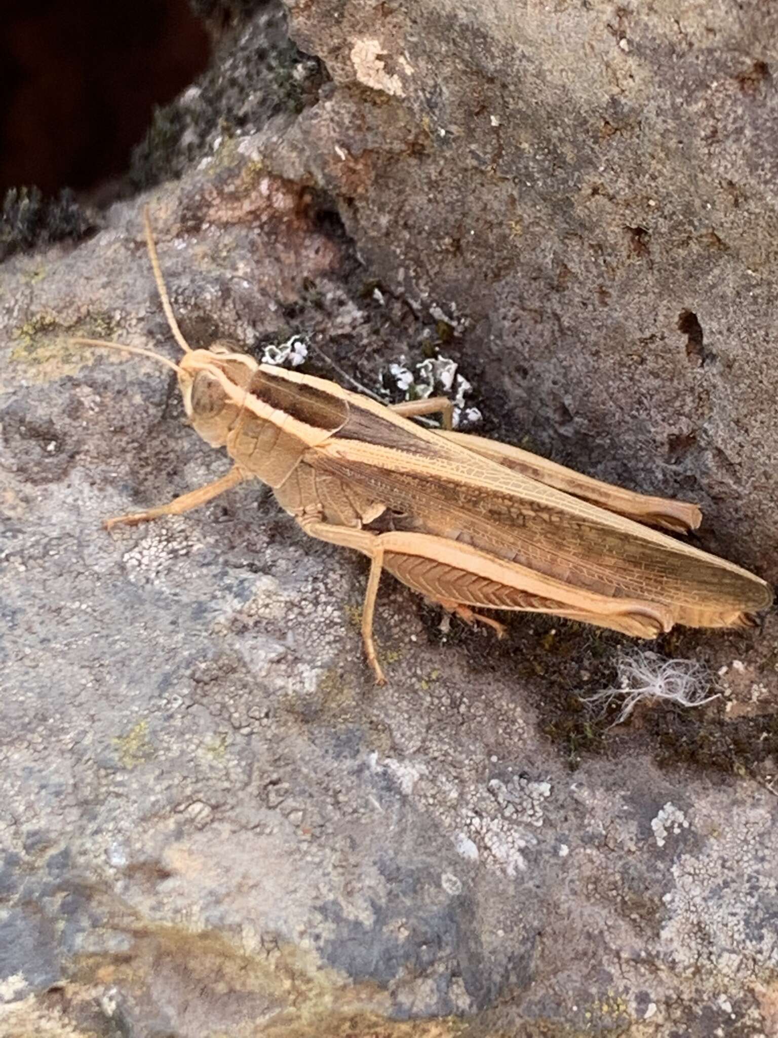 Image of Canarian Pincer Grasshopper