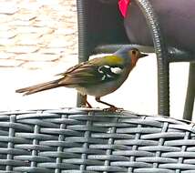 Image of Madeiran Chaffinch