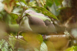 Image of Plumbeous Pigeon