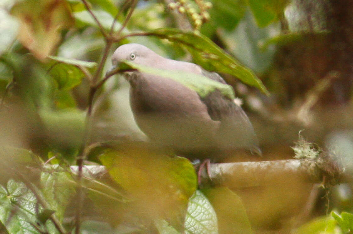 Image of Plumbeous Pigeon