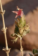 Imagem de Ruellia diversifolia S. Moore