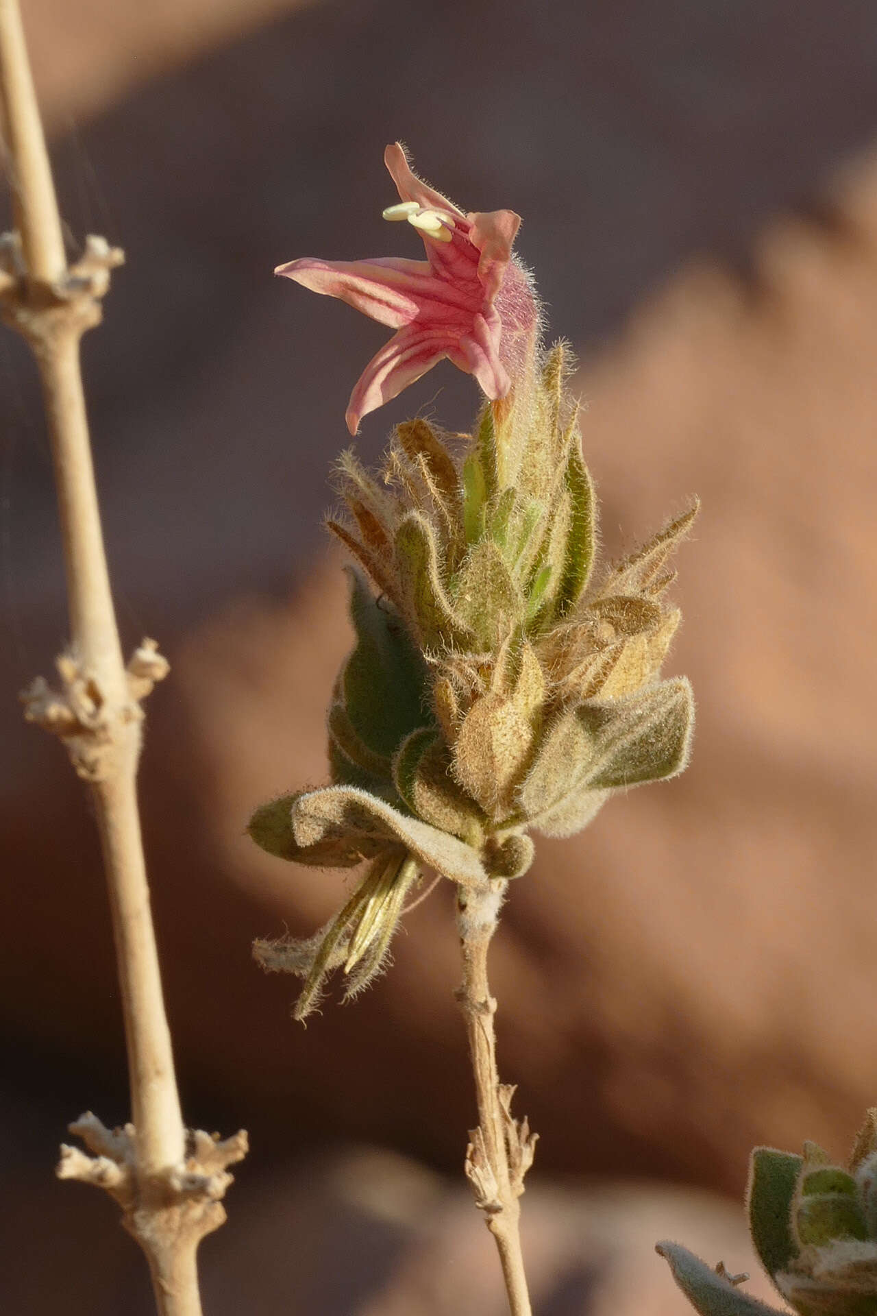 صورة Ruellia diversifolia S. Moore