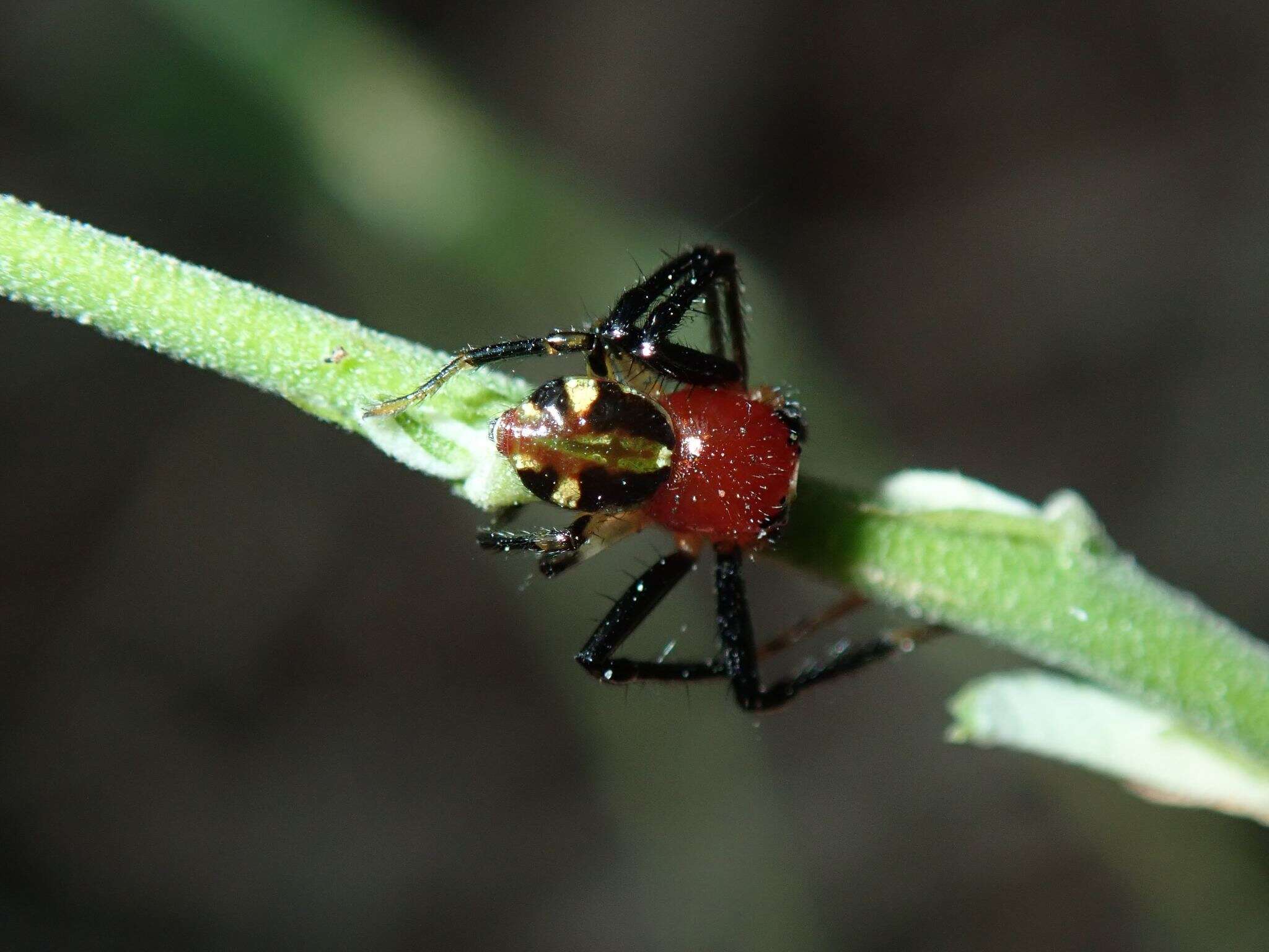 Image of Brown Flower Spider