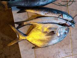 Image of Mexican barracuda