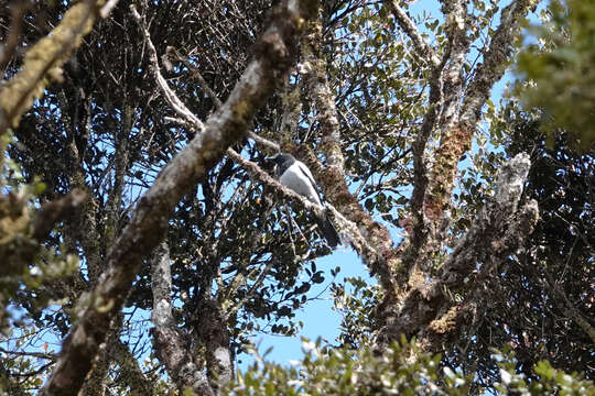 Image of Hooded Cuckooshrike