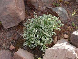 Image of Albuca concordiana Baker