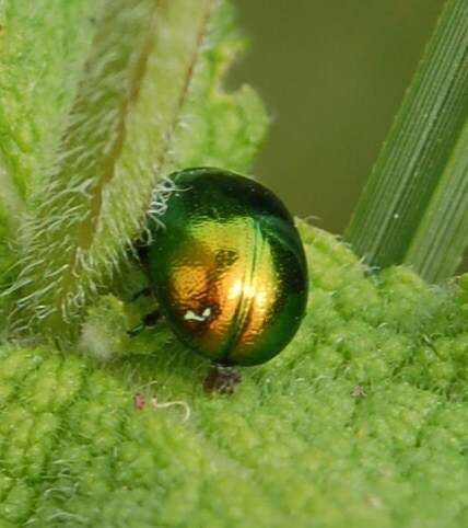 Image of <i>Chrysolina viridana</i>