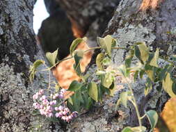 Image de Solanum dulcamaroides Dun.