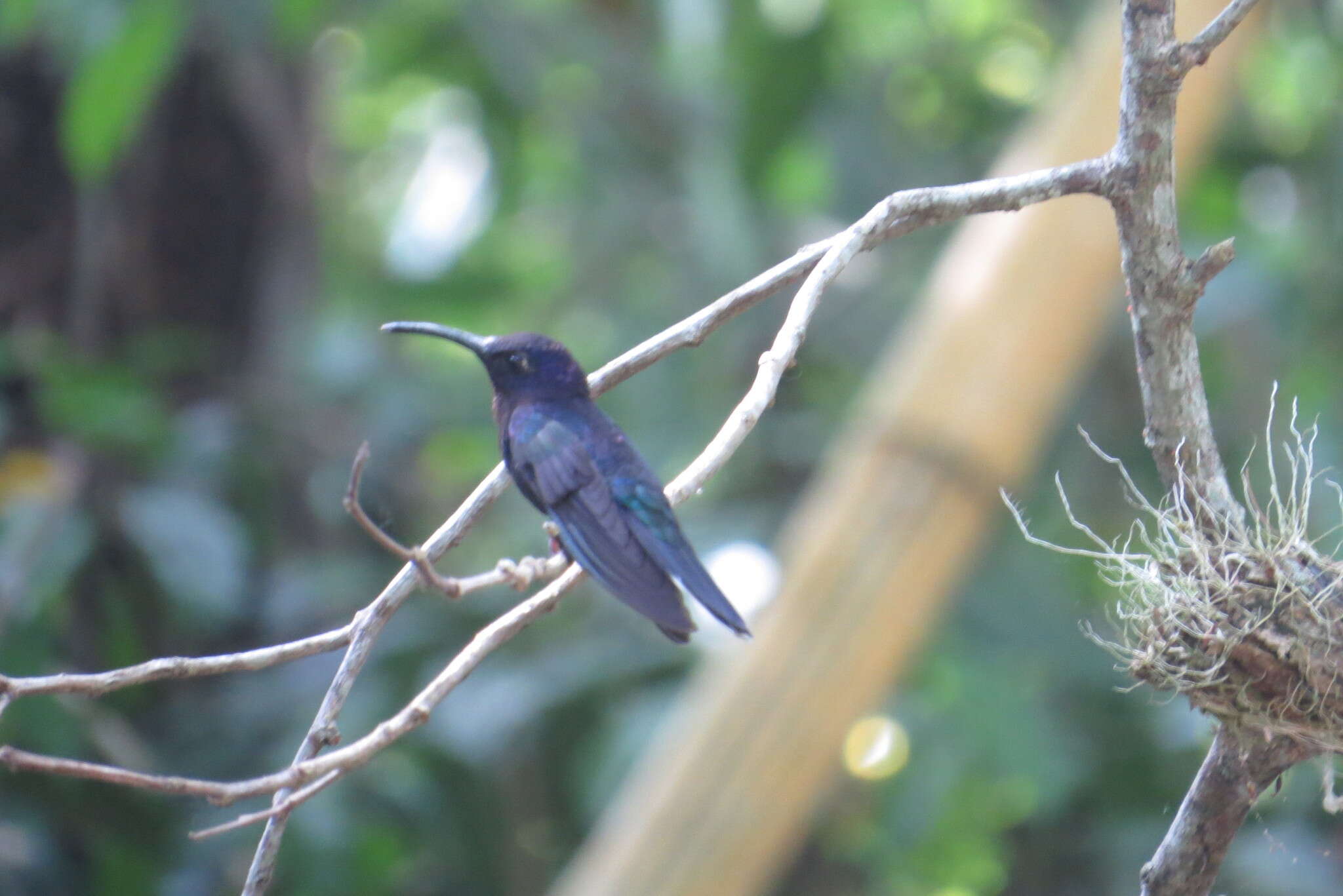 Image of Violet Sabrewing