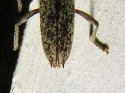 Image of Spined Oak Borer